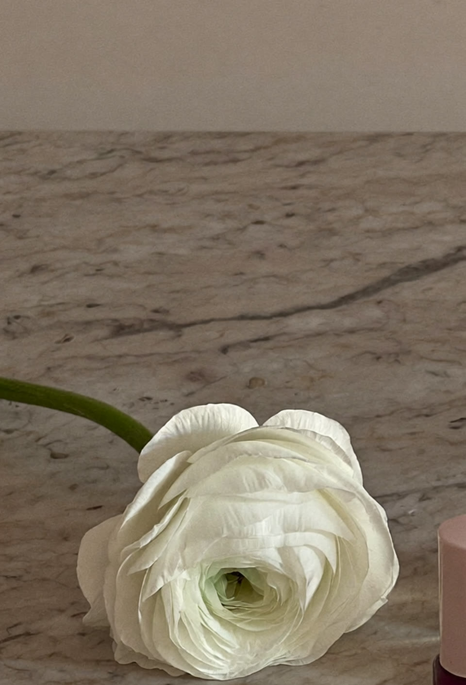 Still life of a white ranunculus on warm marble — AI-generated mood illustration